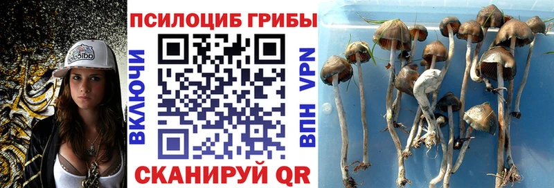 Псилоцибиновые грибы GOLDEN TEACHER Горнозаводск